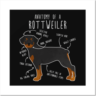 Rottweiler Anatomy Posters and Art